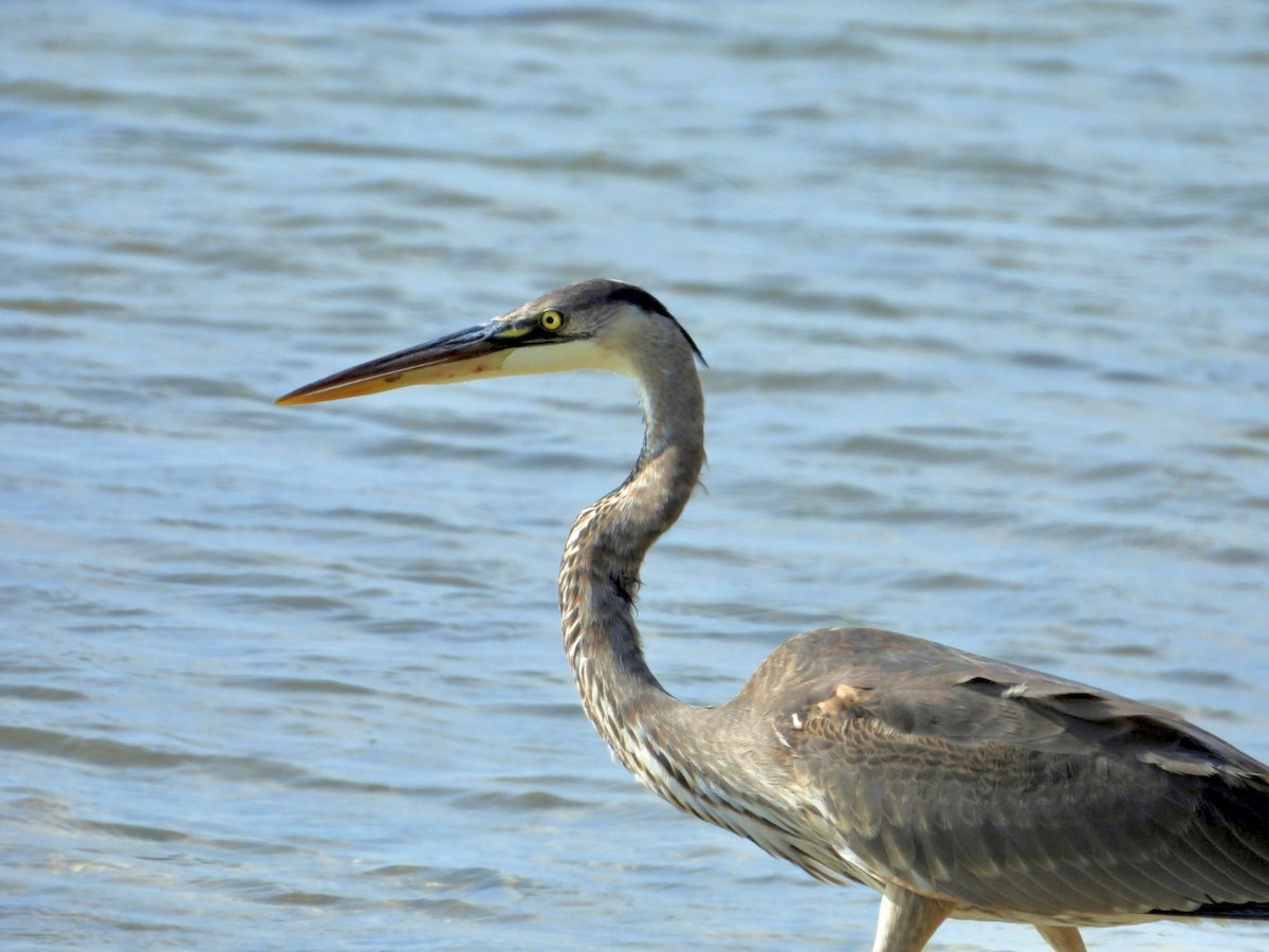 Great Blue Heron (Great Blue) - ML646796645