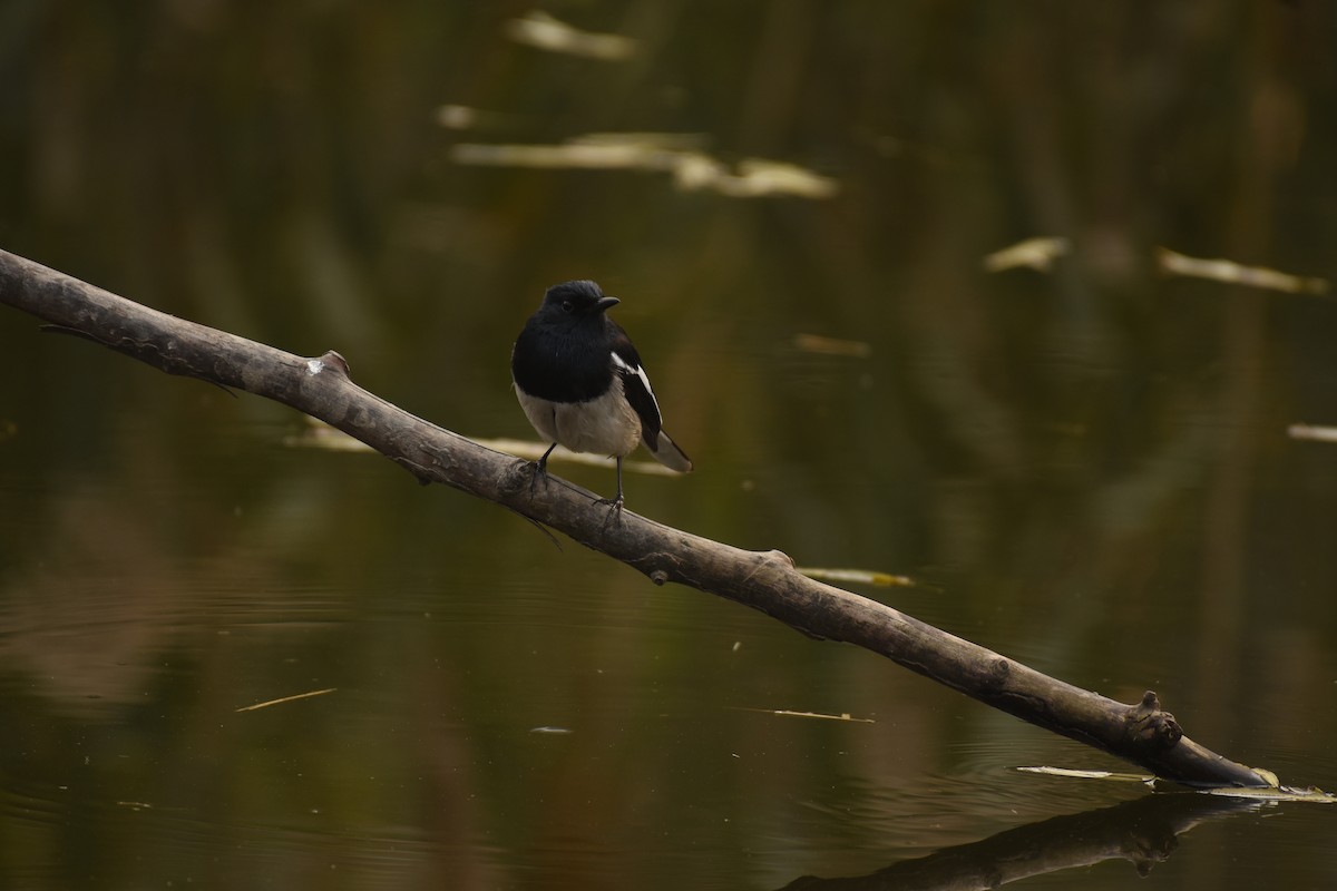 Oriental Magpie-Robin - ML646796646
