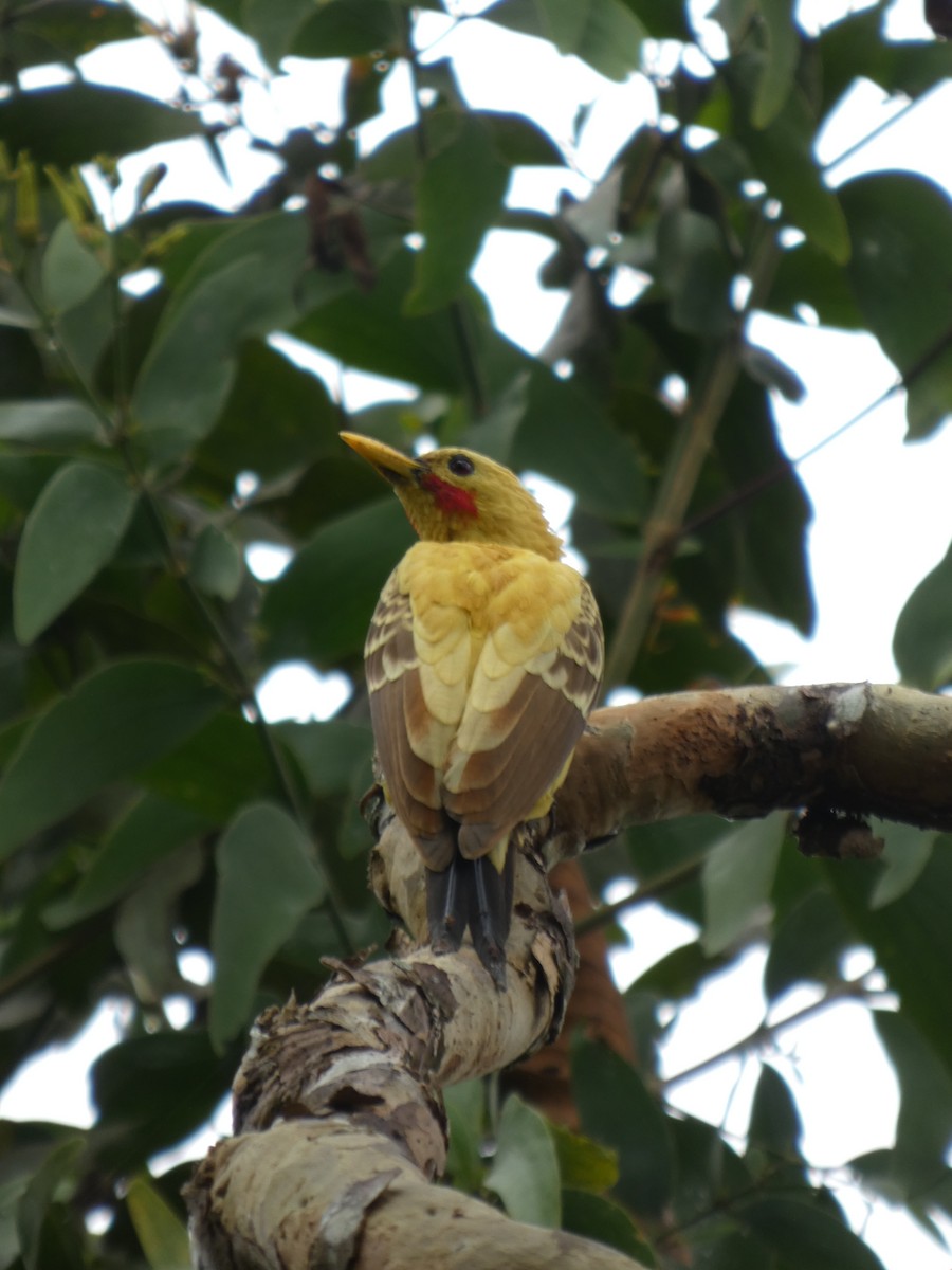 Ятла кремова - ML646796647