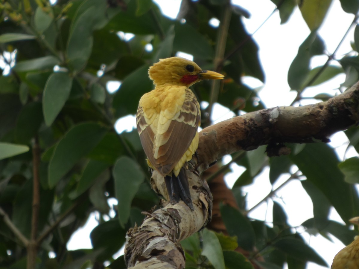 Ятла кремова - ML646796648