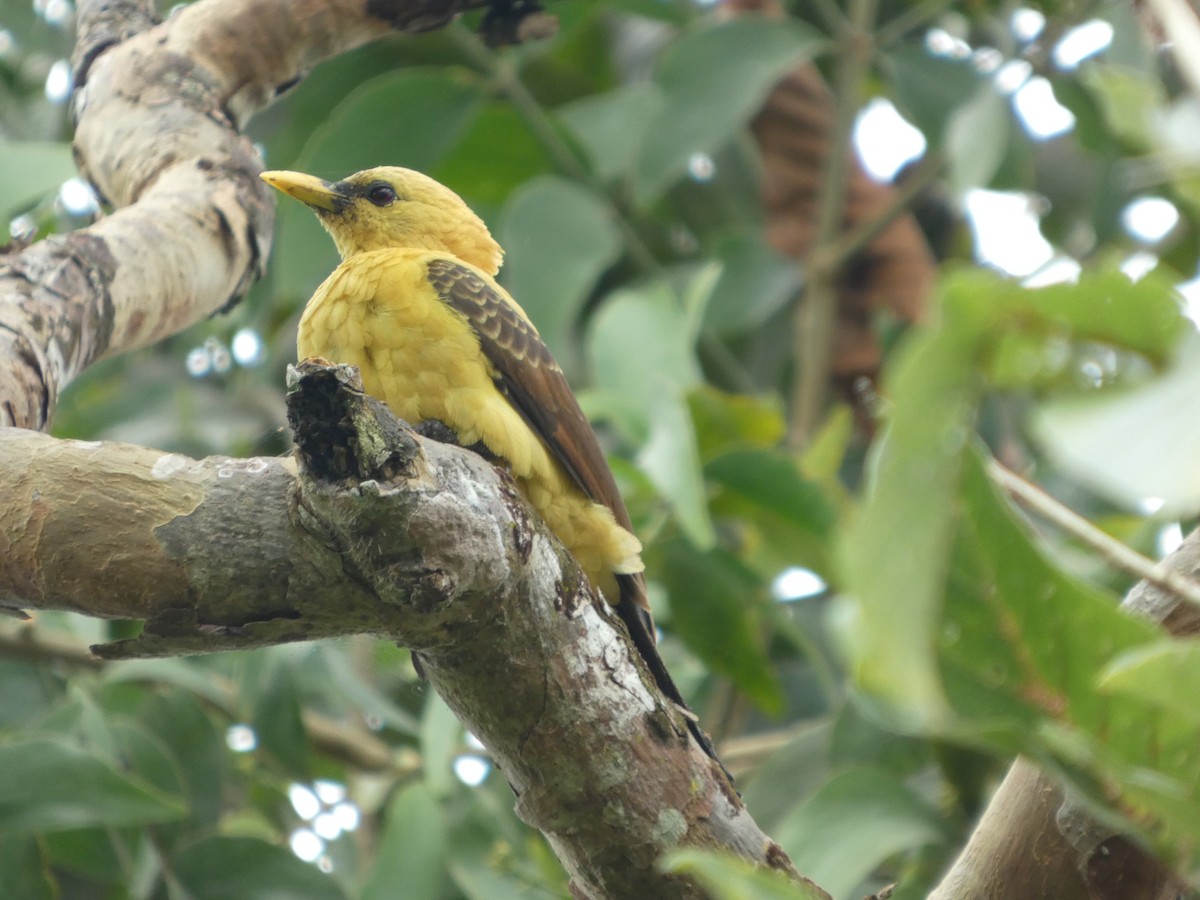 Ятла кремова - ML646796649