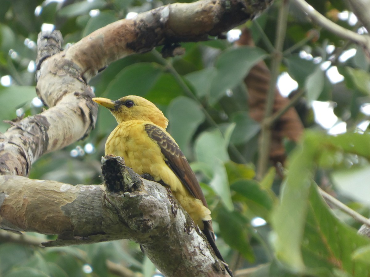 Ятла кремова - ML646796650