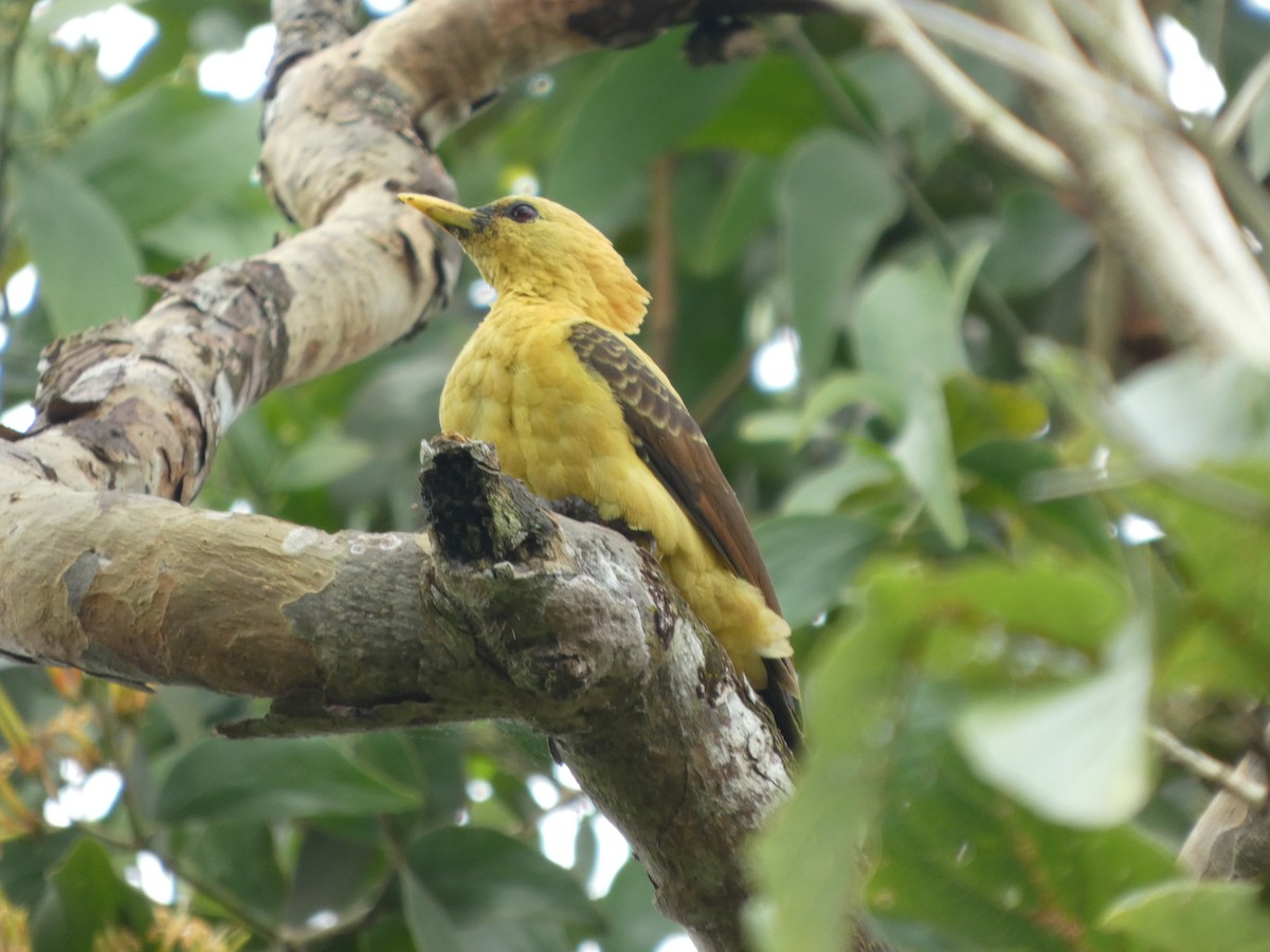 Ятла кремова - ML646796652