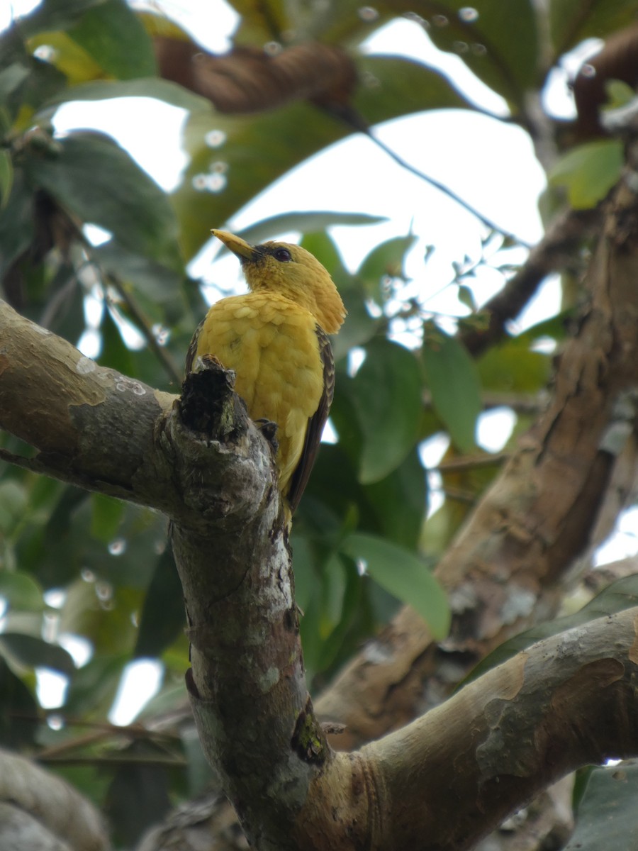 Ятла кремова - ML646796655