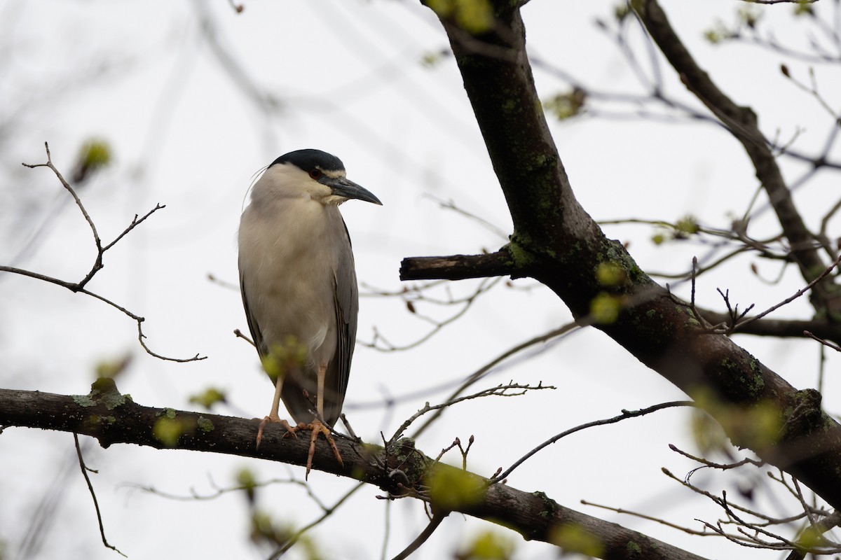 Black-crowned Night Heron - ML646796660
