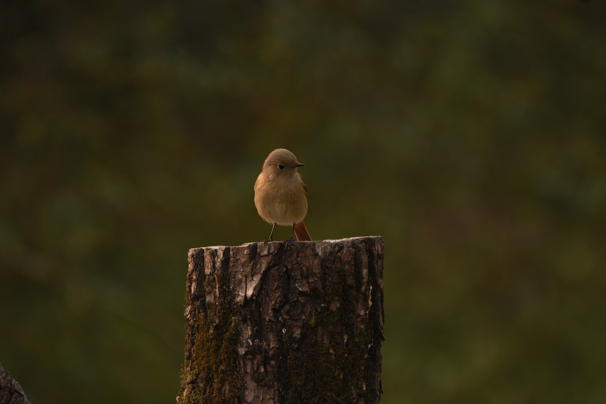 Daurian Redstart - ML646796662