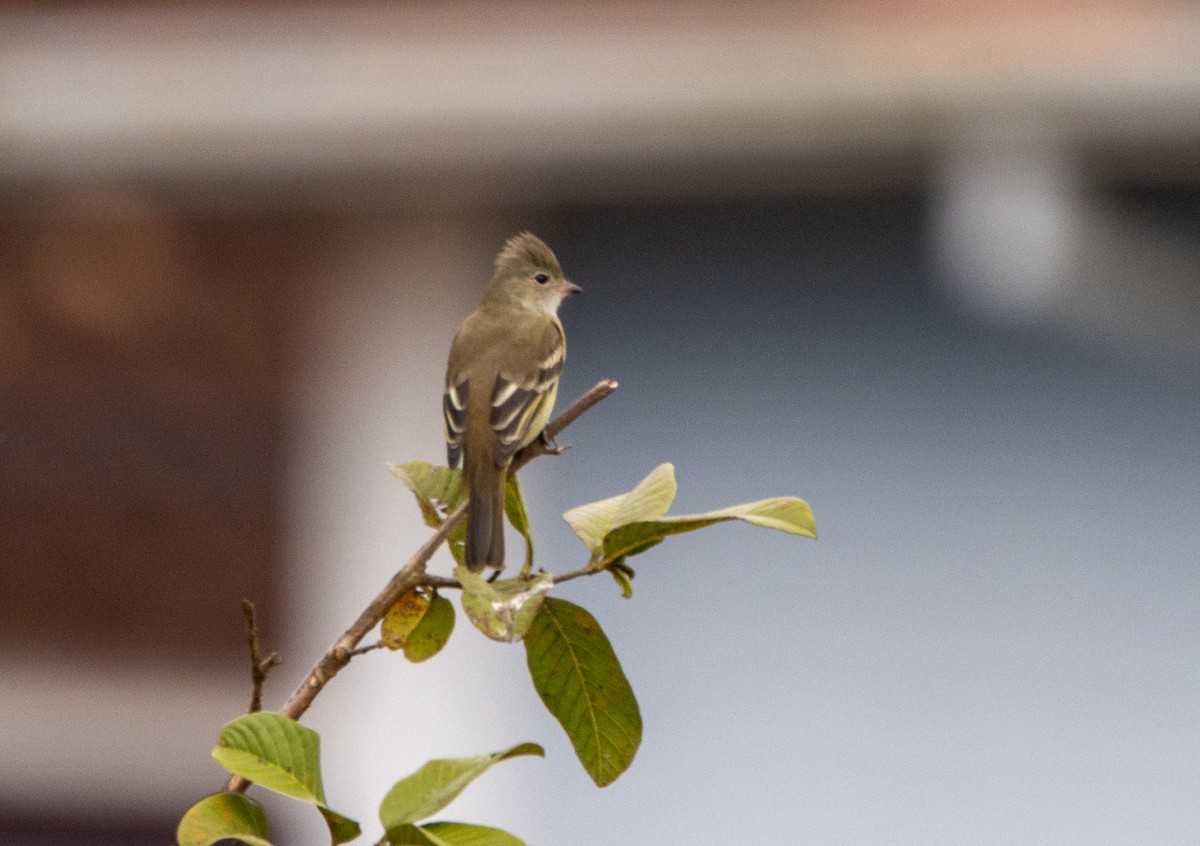 Желтобрюхая эления - ML646796664