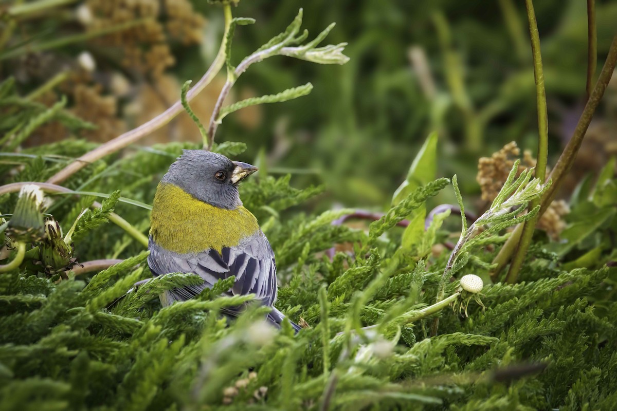 Вівсянчик чилійський - ML646796668
