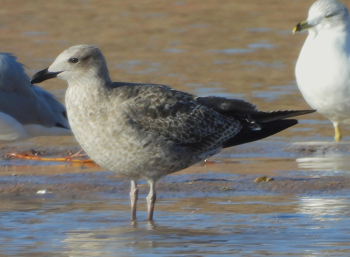 Lesser Black-backed Gull - ML646796670