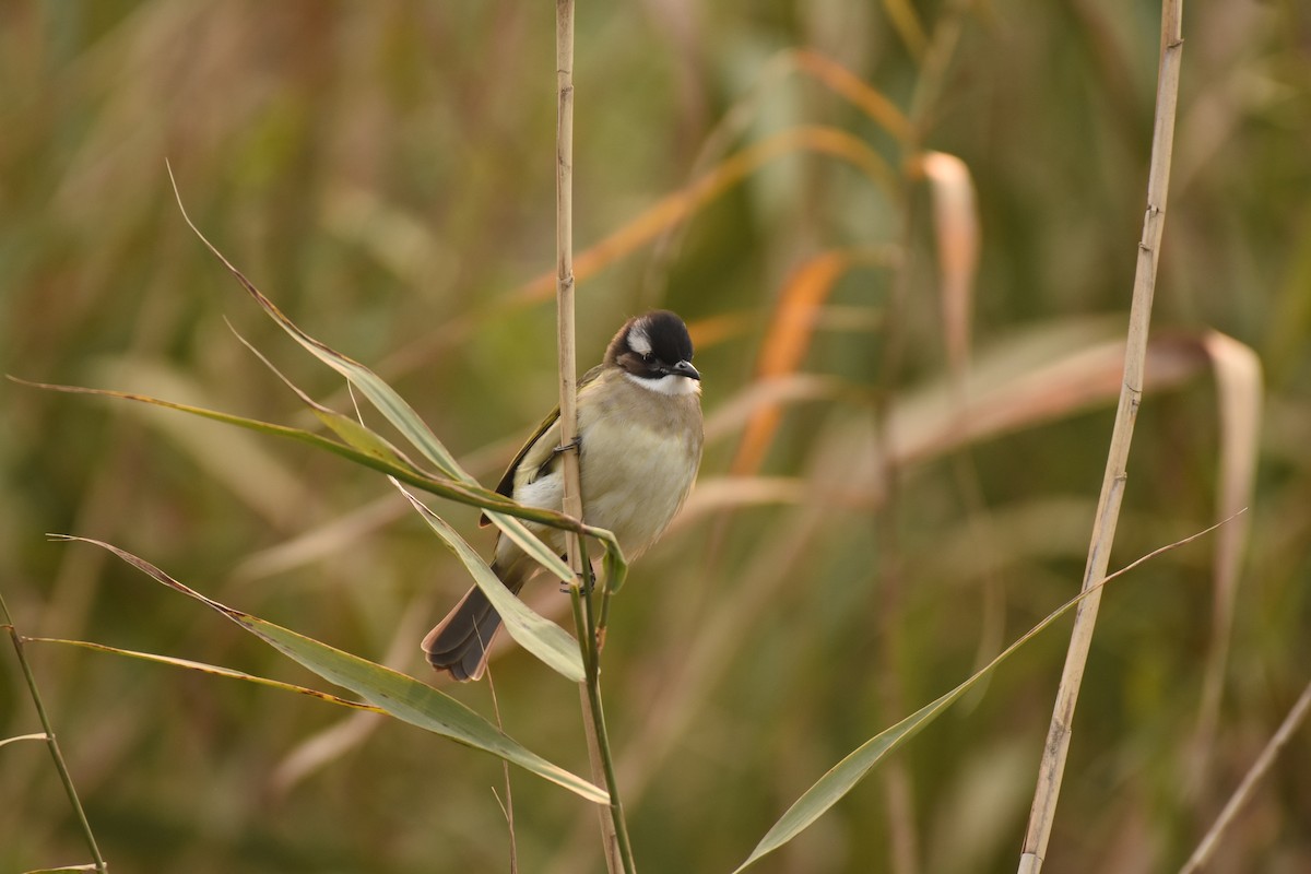 Light-vented Bulbul - ML646796672