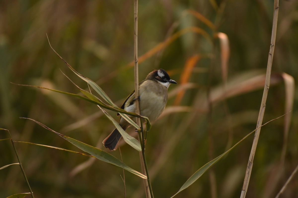 Light-vented Bulbul - ML646796673