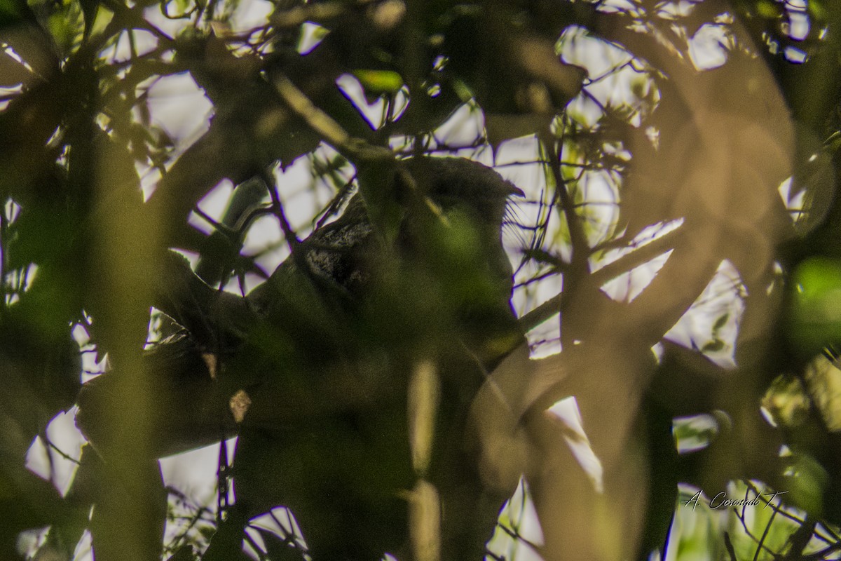 Cuban Nightjar - ML646796678