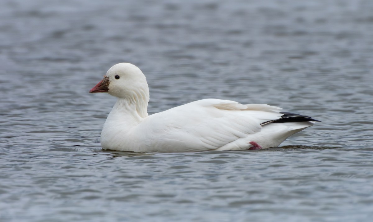 אווז קנדי - ML646796679