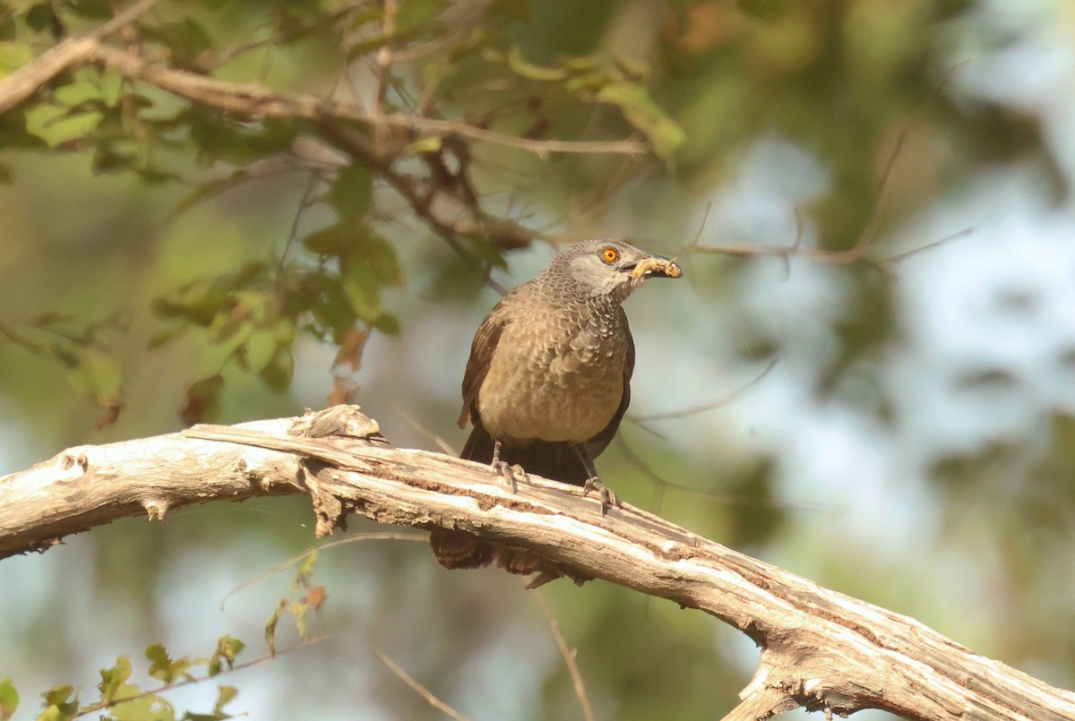 Brown Babbler - ML646796680