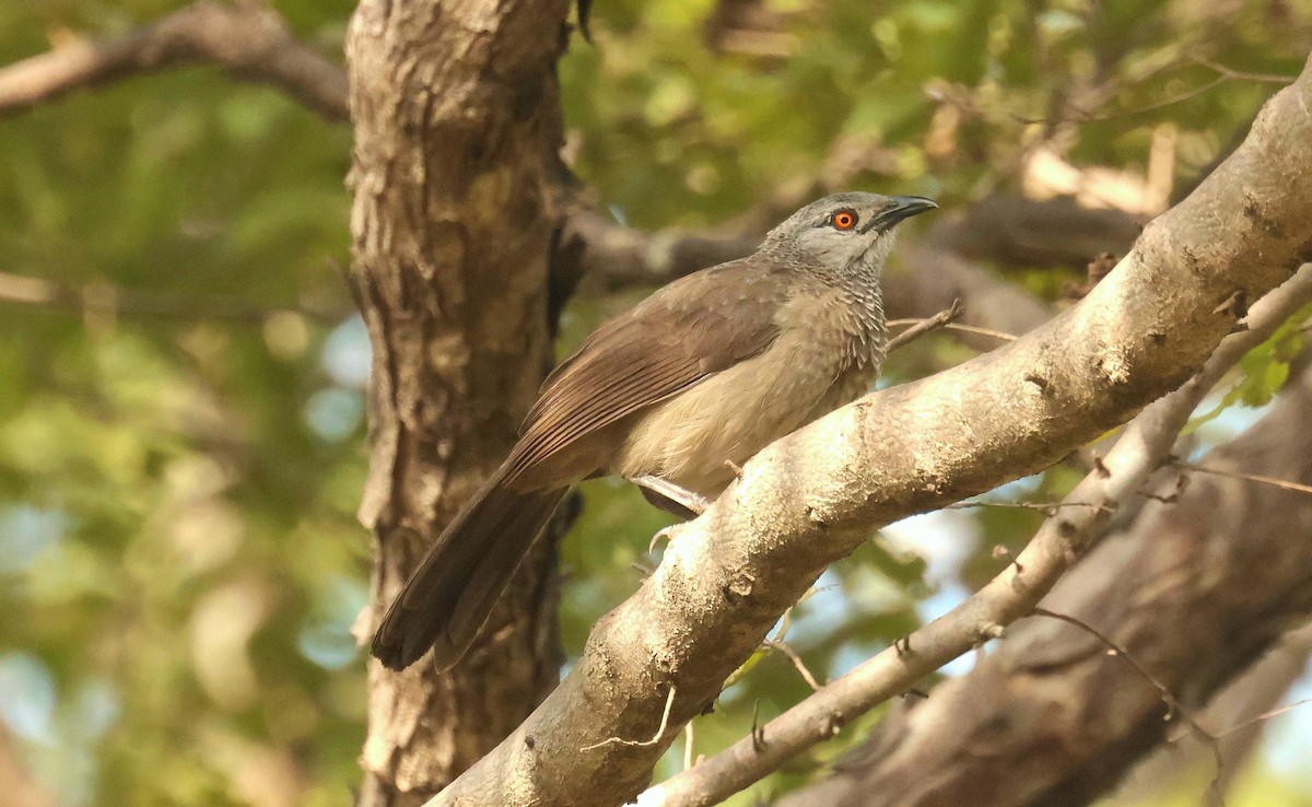 Brown Babbler - ML646796681
