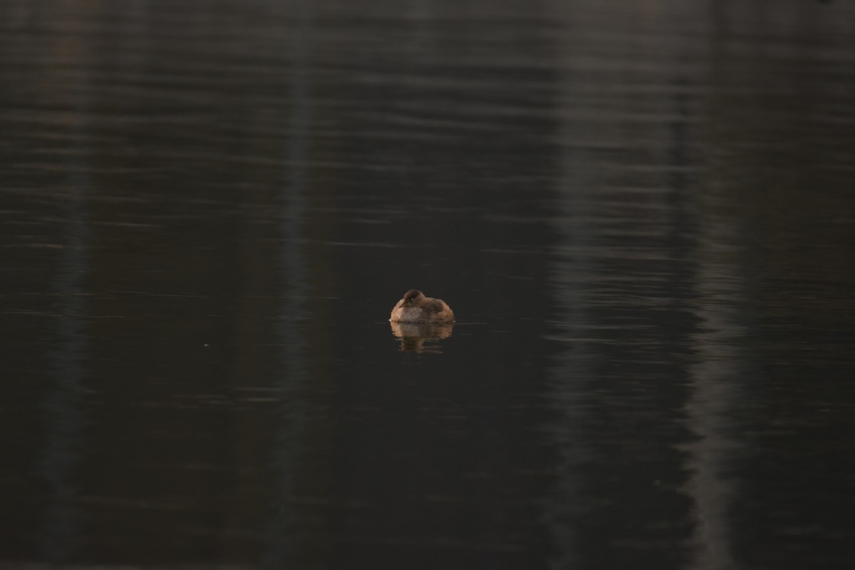 Little Grebe - ML646796683