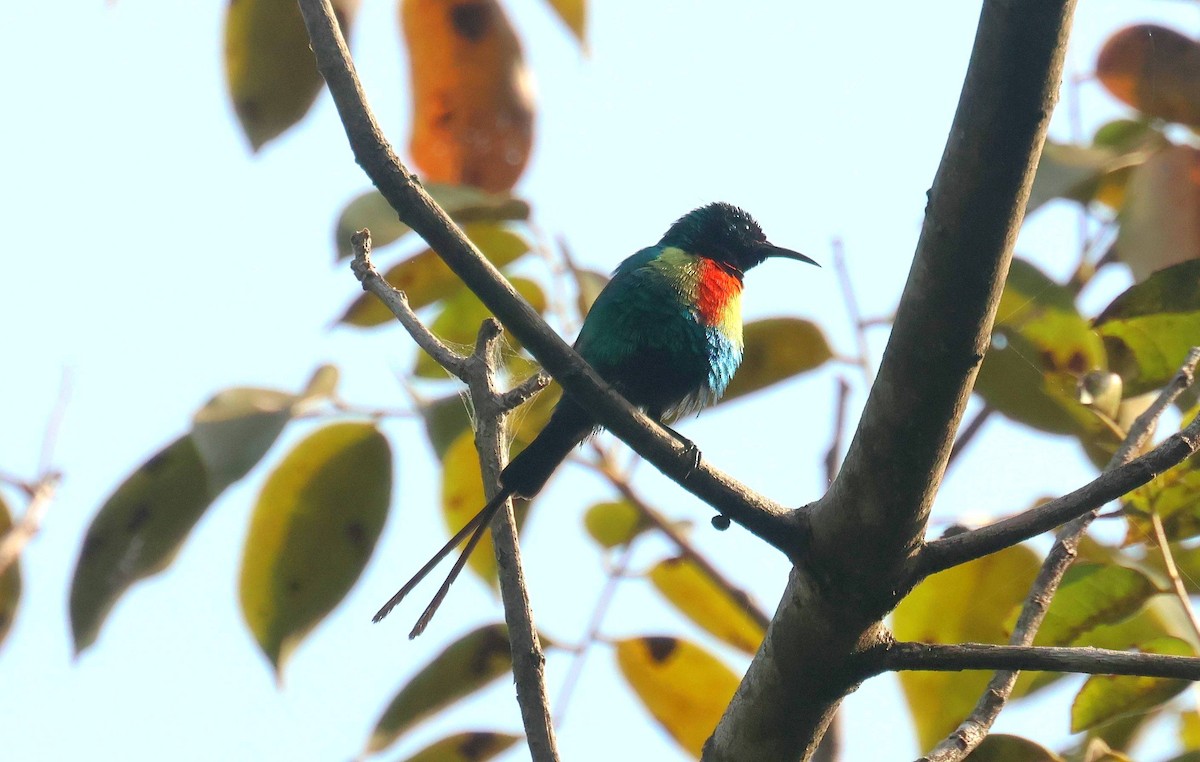 Beautiful Sunbird - ML646796687