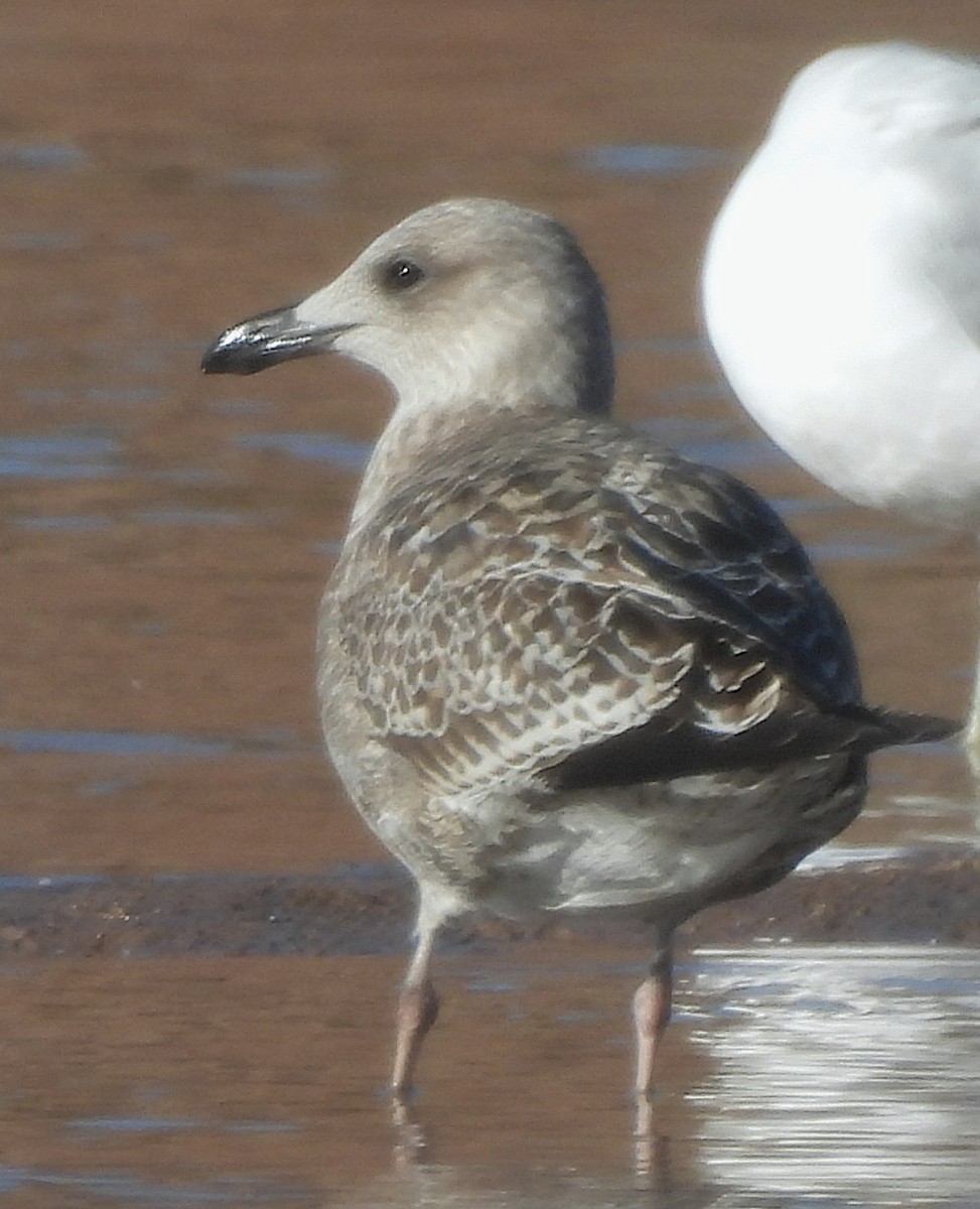 Lesser Black-backed Gull - ML646796690