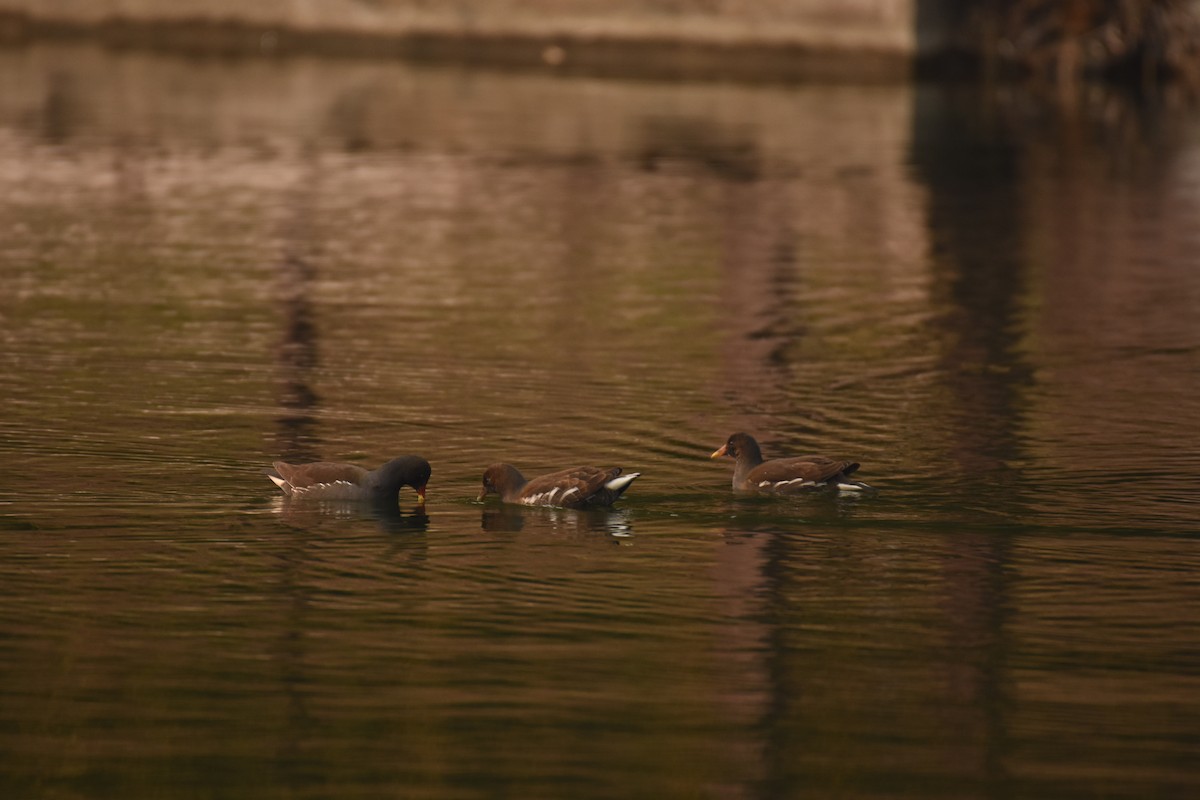 Eurasian Moorhen - ML646796691