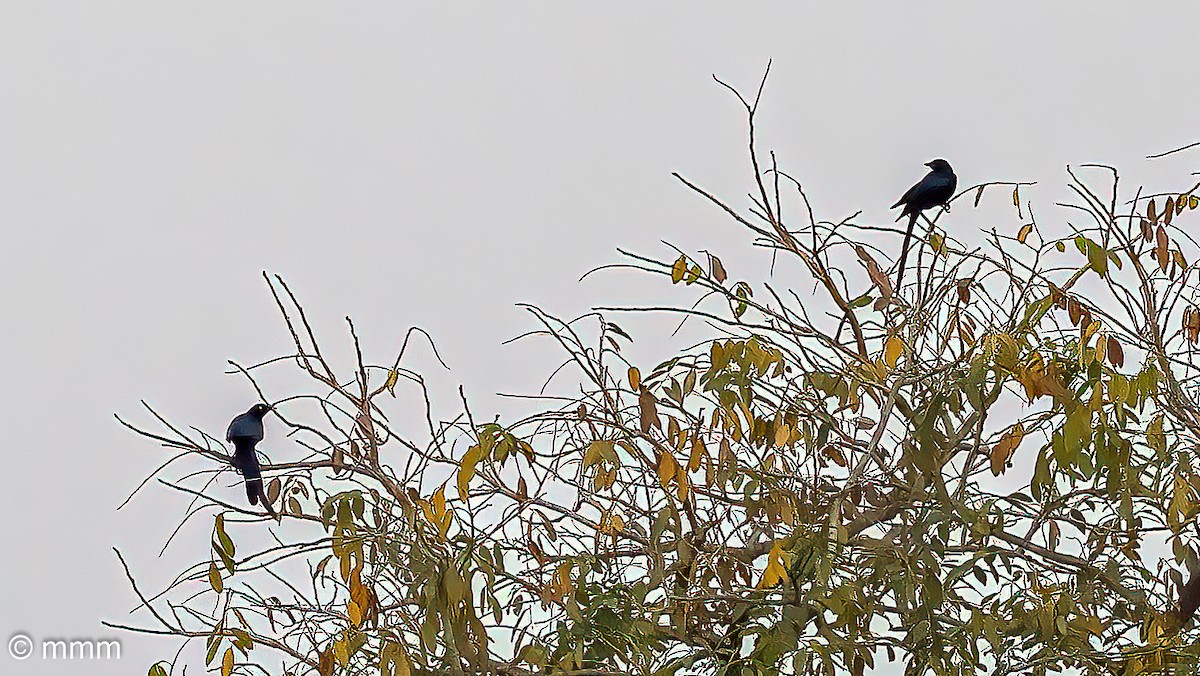 オナガテリムク - ML646796692