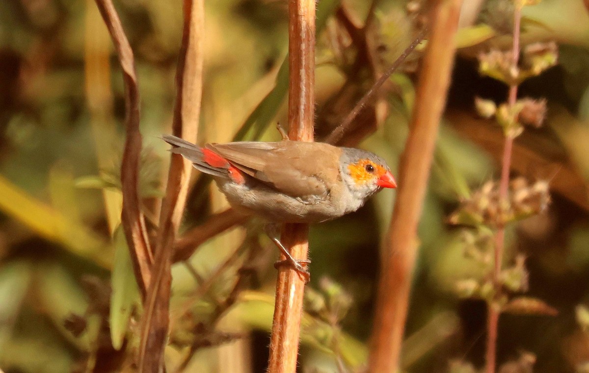 Al Yanaklı Mumgaga - ML646796693