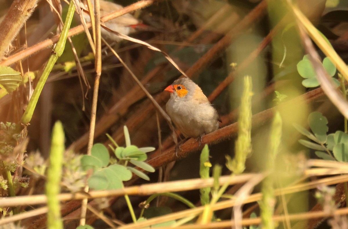 Al Yanaklı Mumgaga - ML646796694