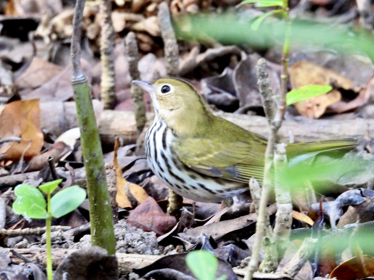 Ovenbird - ML646796695