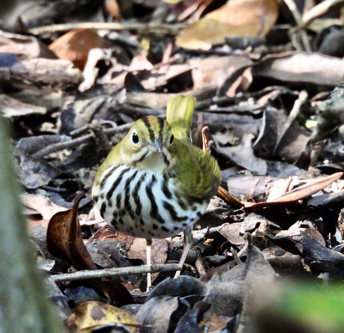 Ovenbird - ML646796696