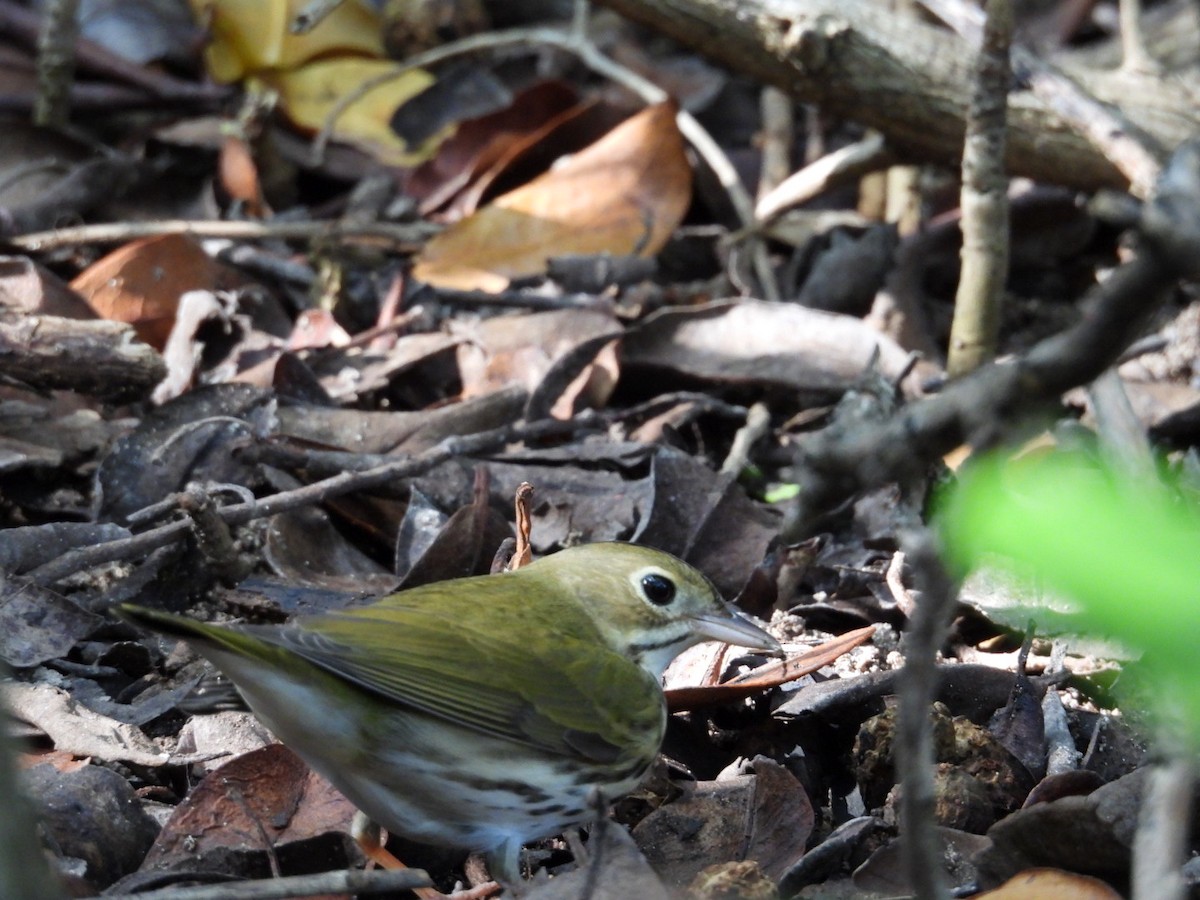 Ovenbird - ML646796697