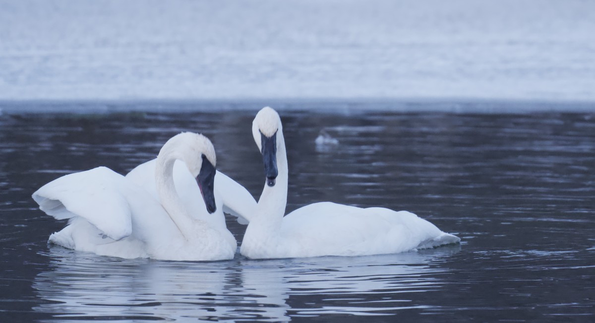 Trompeterschwan - ML646796705