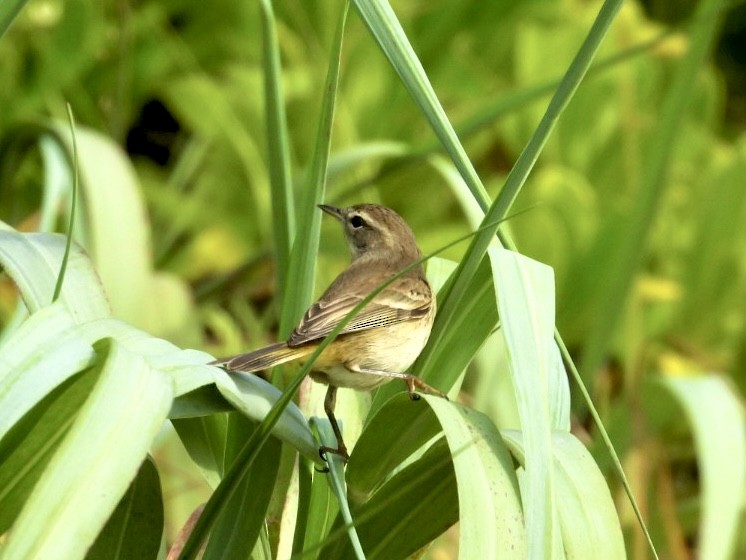 Palm Warbler - ML646796706