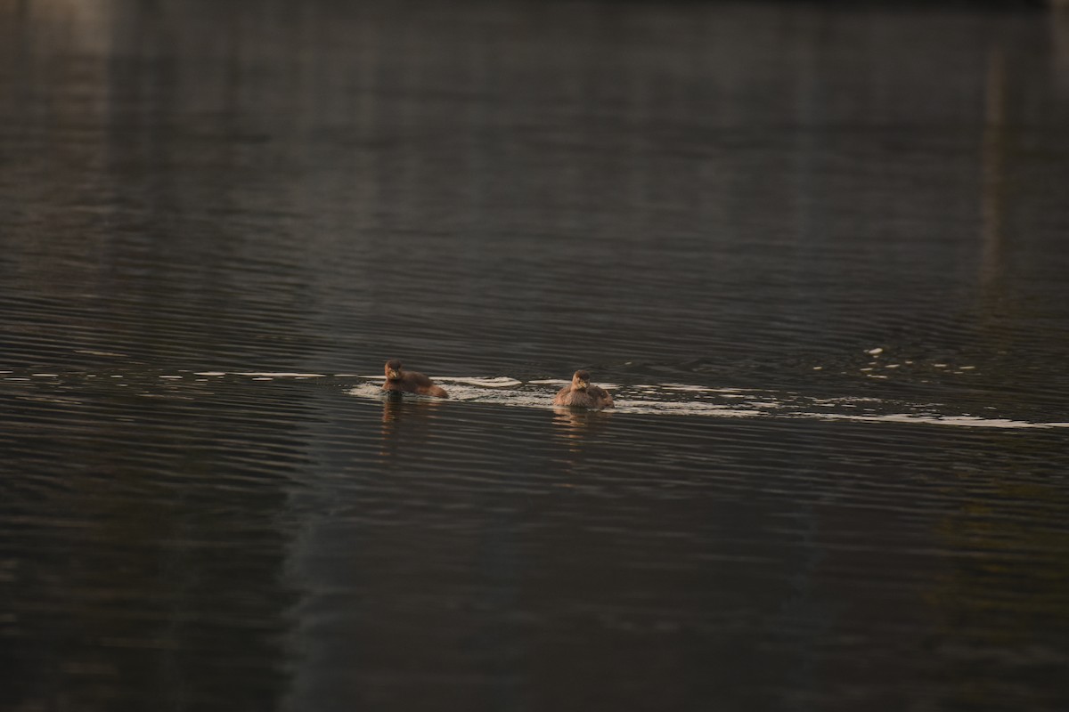 Little Grebe - ML646796709