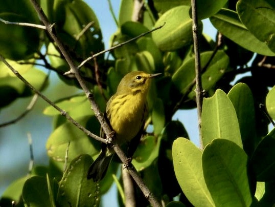 Prairie Warbler - ML646796714
