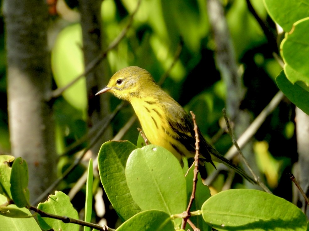 Prairie Warbler - ML646796715