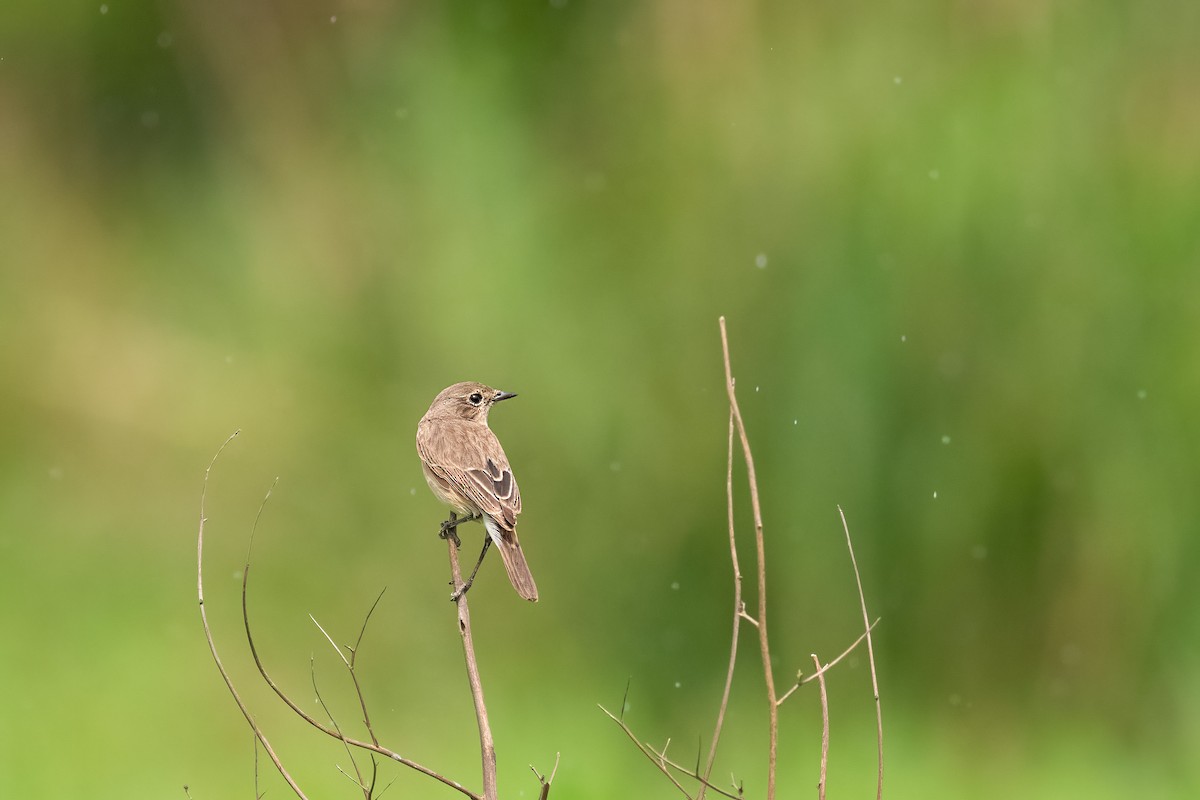 Pied Bushchat - ML646796716