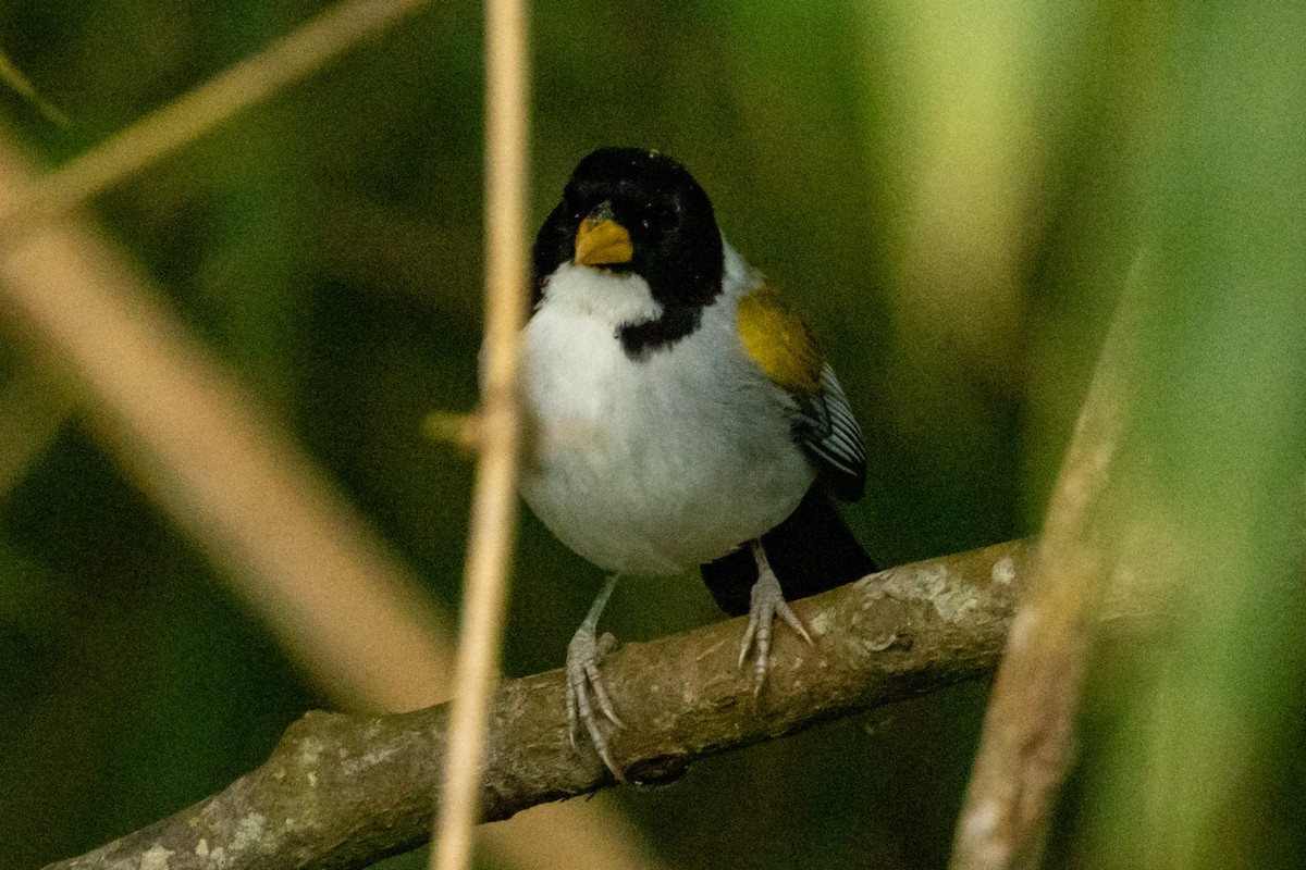 Golden-winged Sparrow - ML646796717