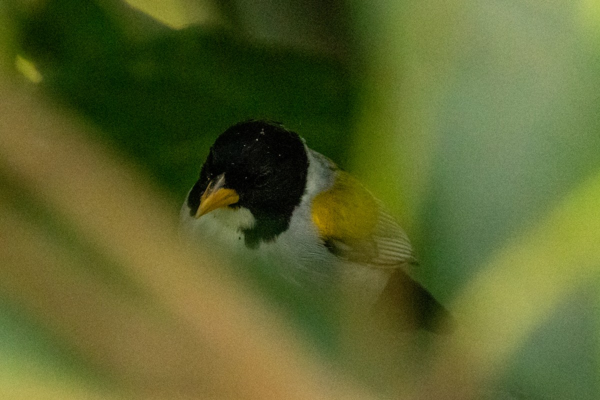 Golden-winged Sparrow - ML646796719