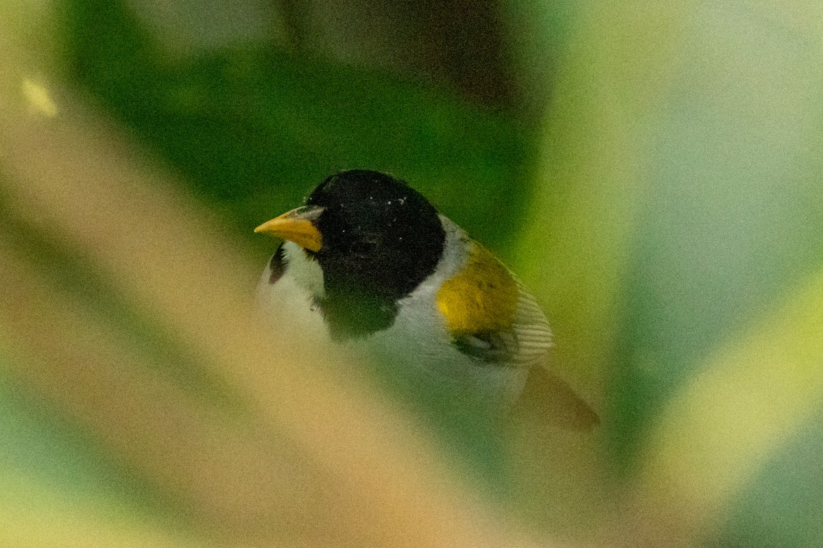 Golden-winged Sparrow - ML646796720