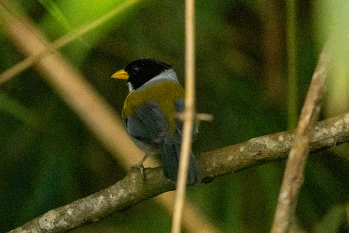 Golden-winged Sparrow - ML646796721