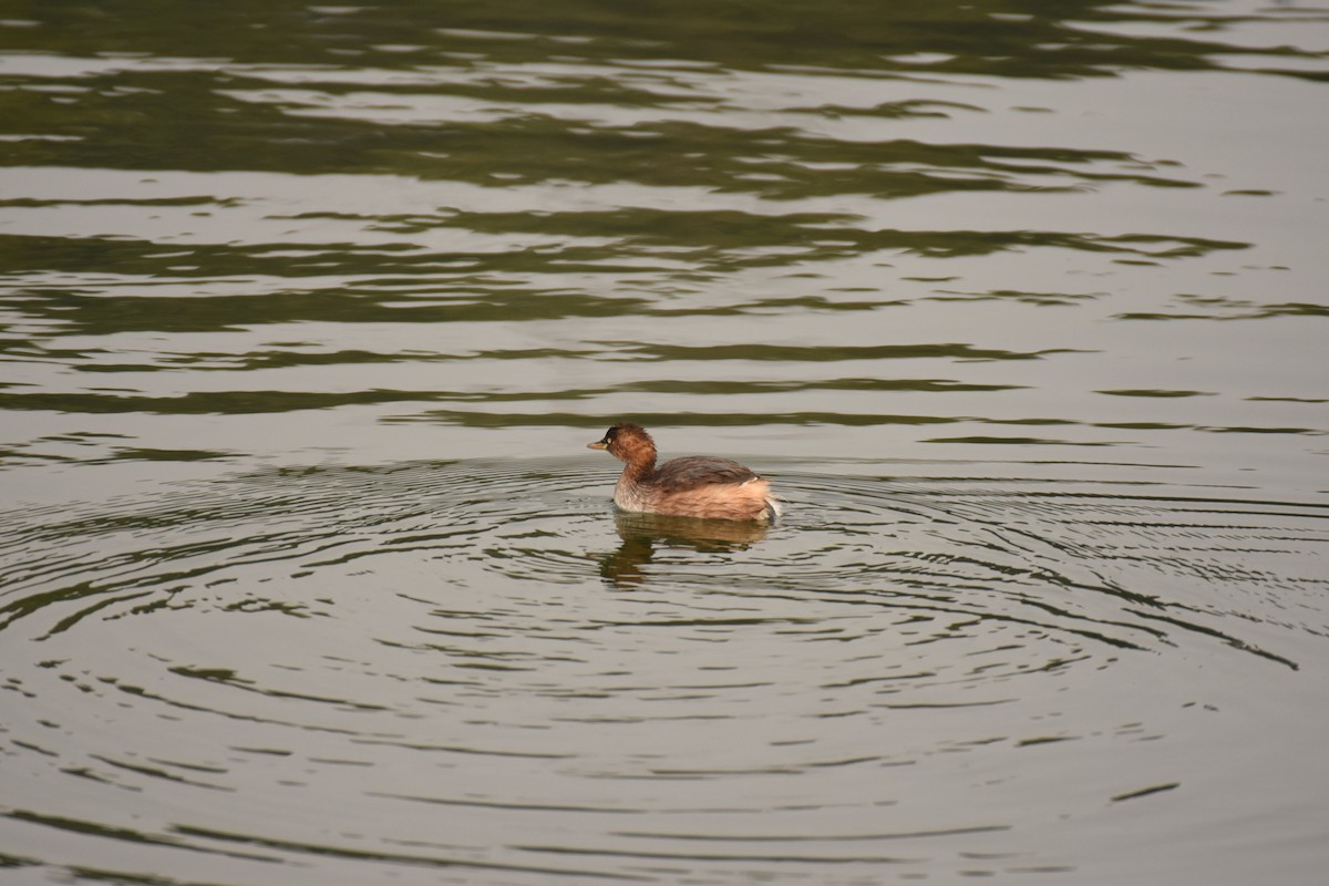 Little Grebe - ML646796722