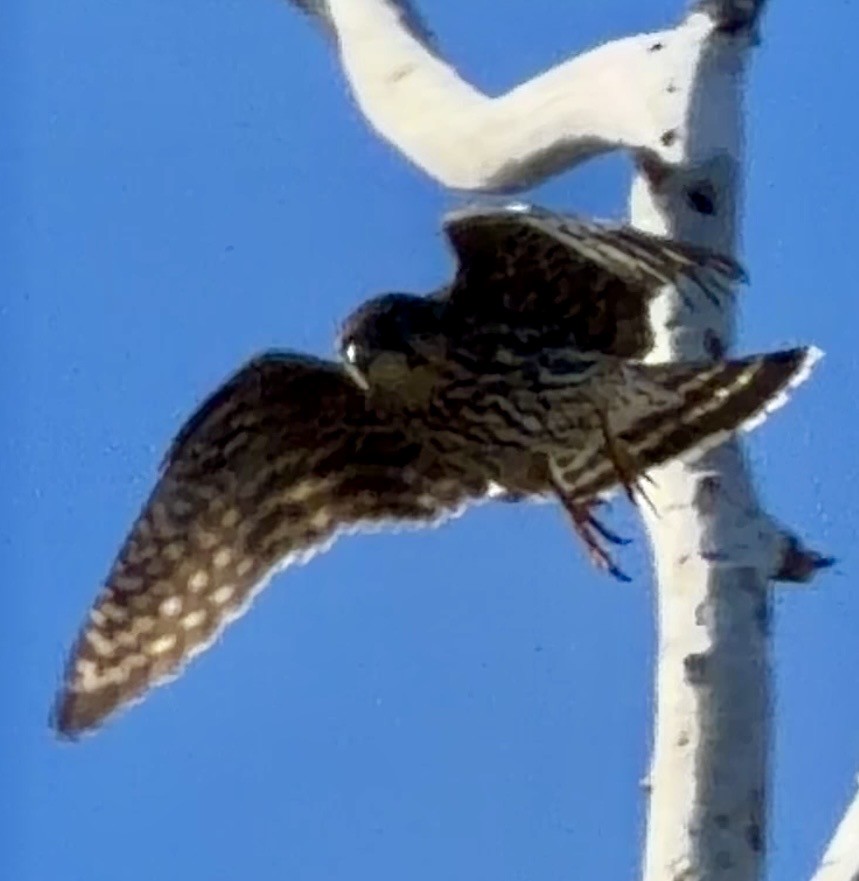 Merlin - ML646796730