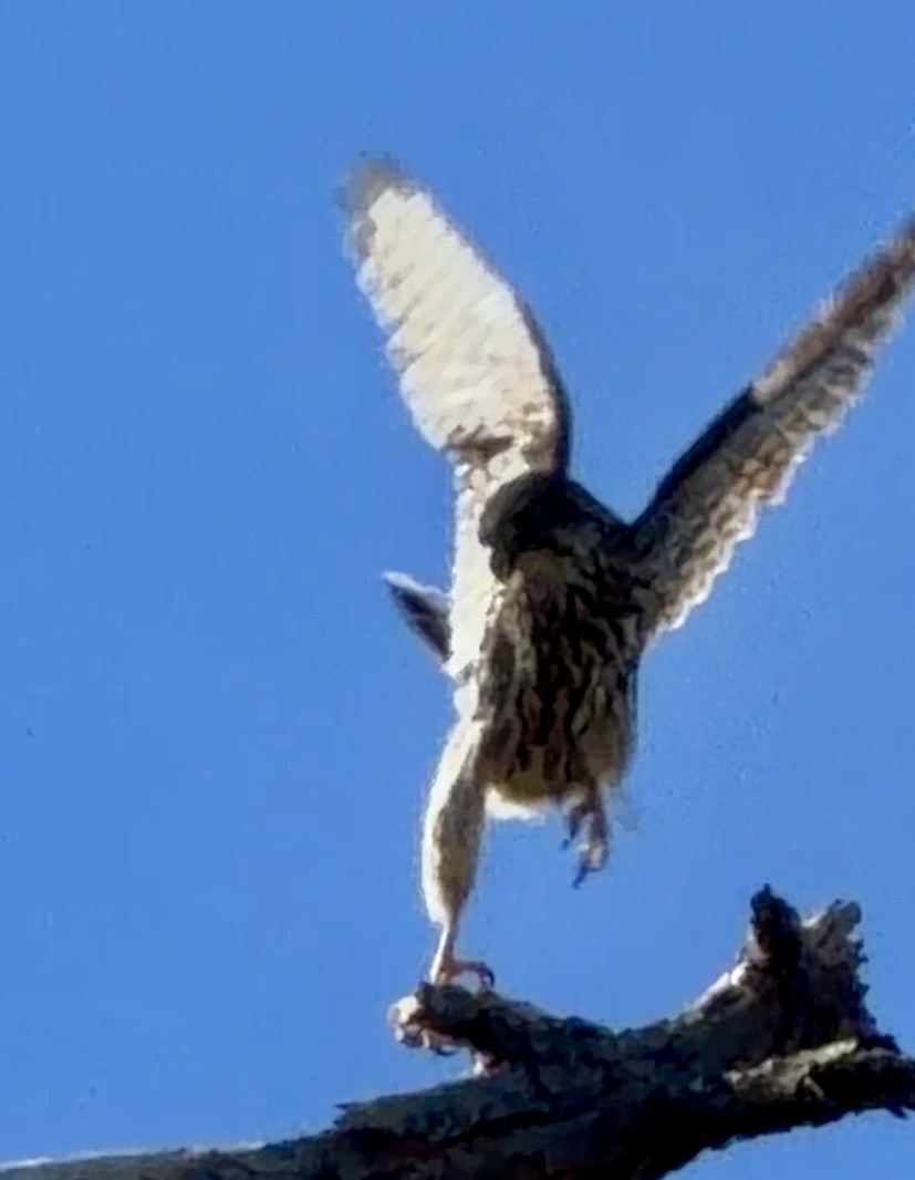 Merlin - ML646796731