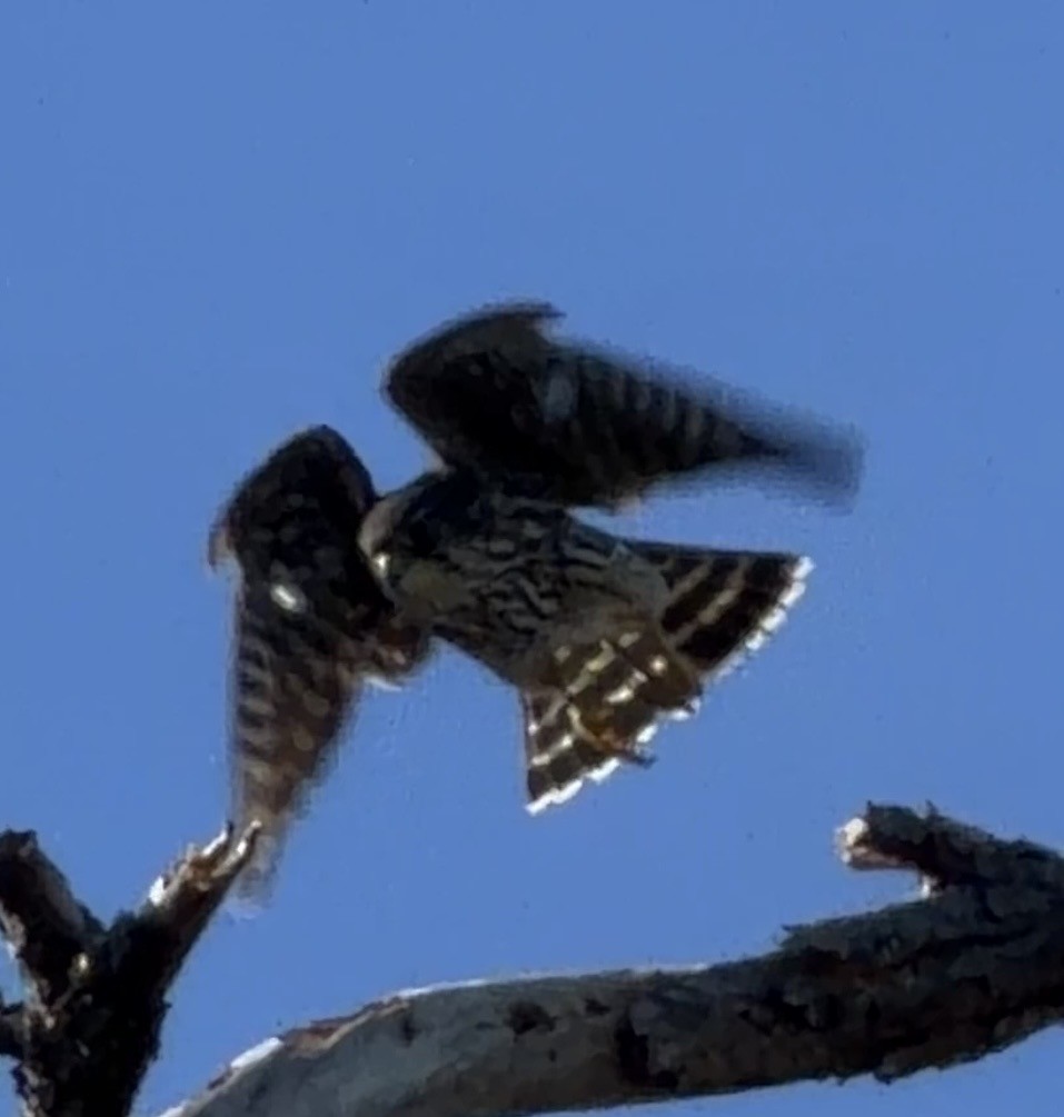 Merlin - ML646796732