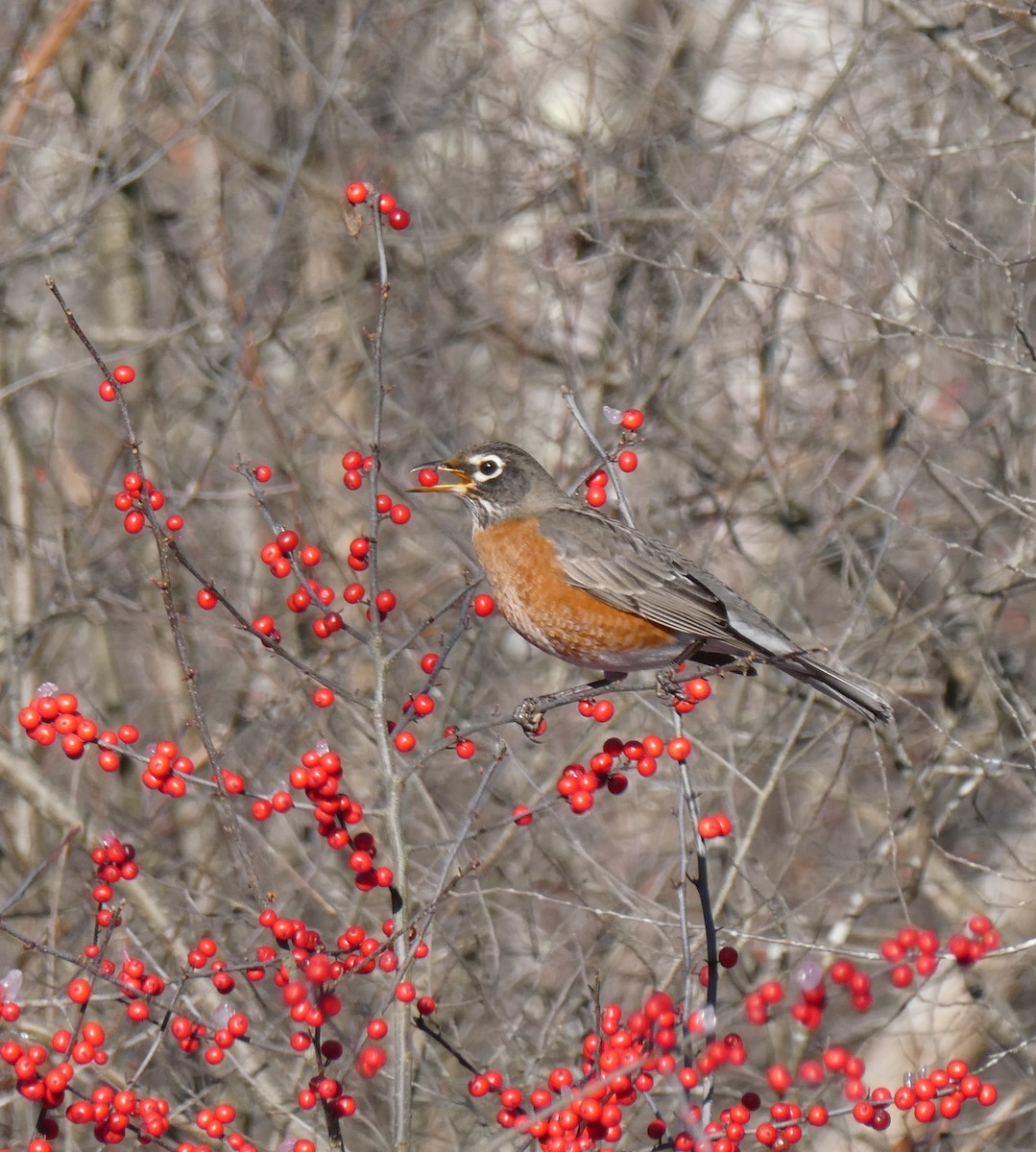 Странствующий дрозд - ML646796733