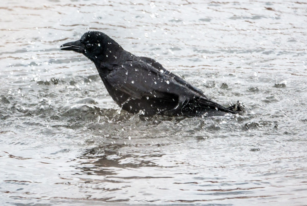 Американская ворона - ML646796735