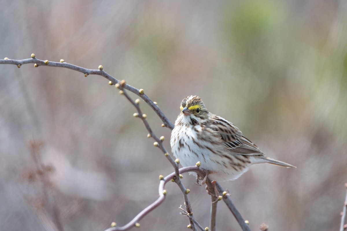 Savannah Sparrow - ML646796738
