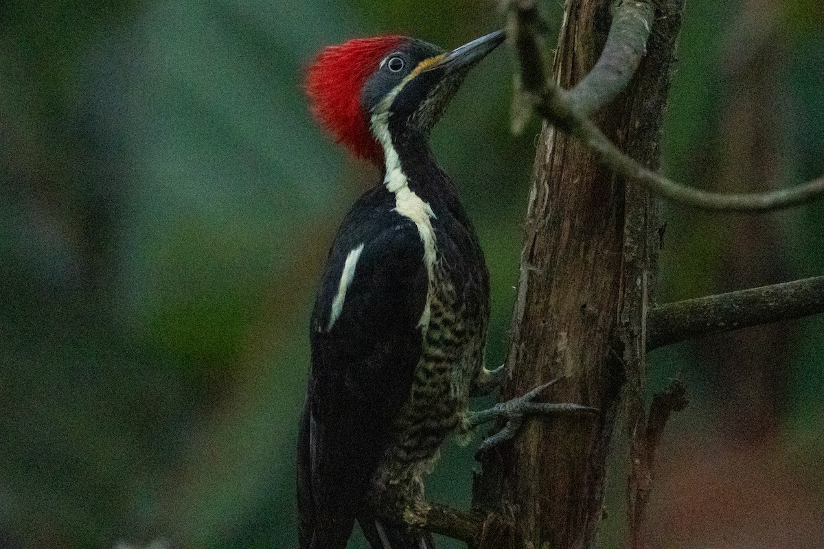 Lineated Woodpecker (Lineated) - ML646796739