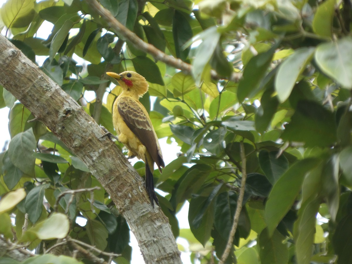 Ятла кремова - ML646796744