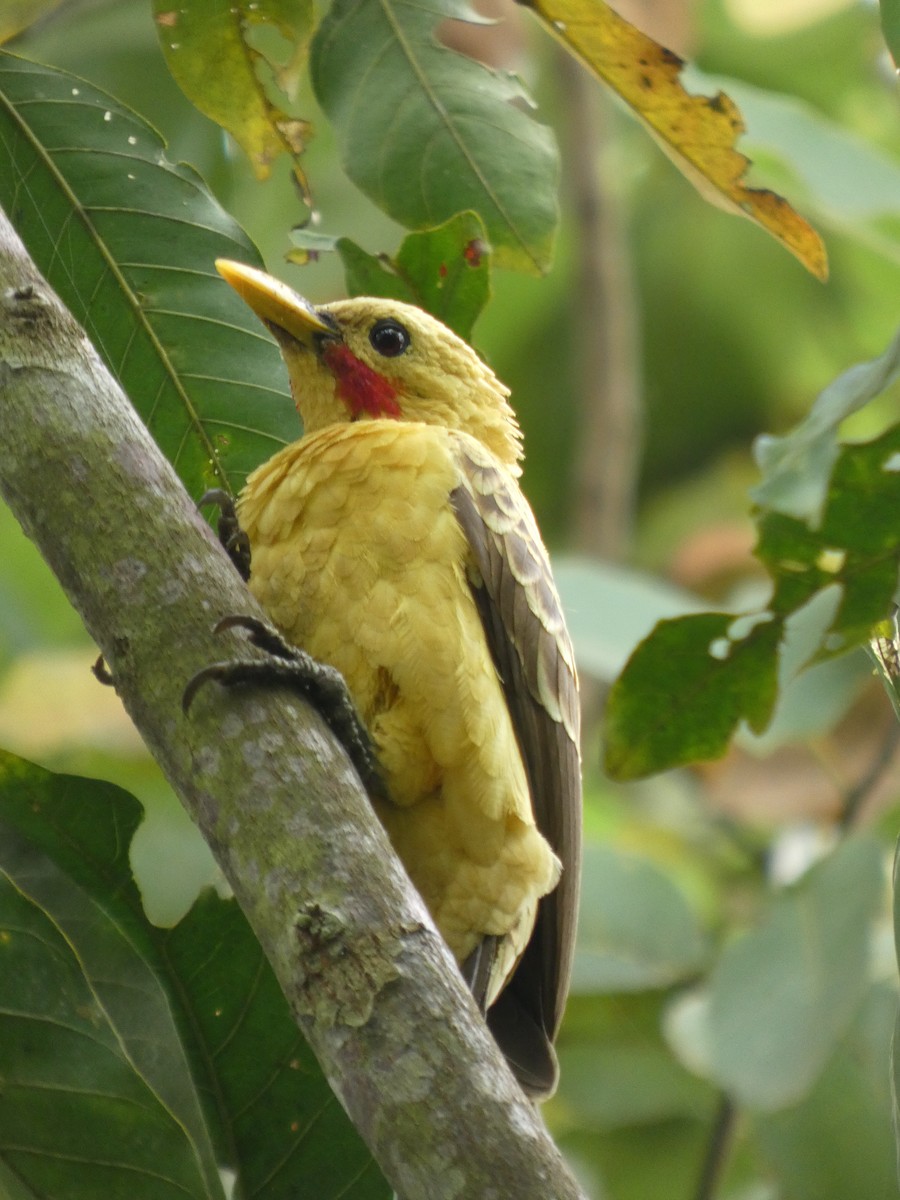 Ятла кремова - ML646796745