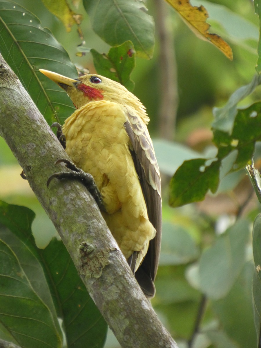 Ятла кремова - ML646796746